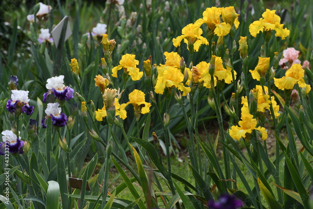 Fototapeta premium beautiful yellow irises in bloom in a garden in Florence