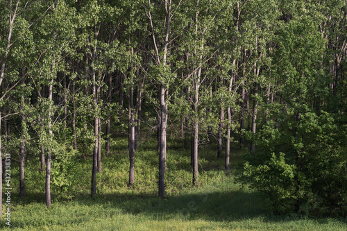 Paesaggio naturale degli alberi nei pressi dell'argine del fiume Po a Riva del Po