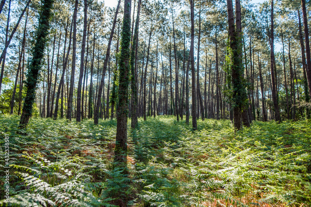 Obraz premium Beautiful landscape of the Landes forest in the south west of France