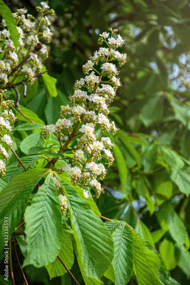 Blooming spring chestnut tree