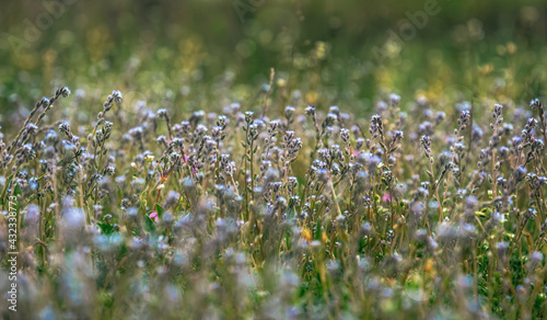 Flower field and summer Pentecostal holiday