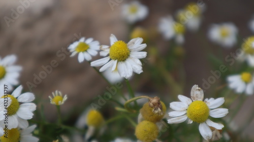 Daisy flowers in a sunny day in Istanbul  Turkey. Blooming daisy flowers in spring time. Field with daisy at summer time. 