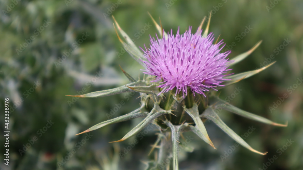 Milk Thistle flower (Silybum marianum or Carduus marianus) blooming in the field. Pruple milk thistle with green background at the botanical garden. Milk Thistle flower (Silybum marianum or Carduus marianus) blooming in the field. Pruple milk thistle with green background at the botanical garden.