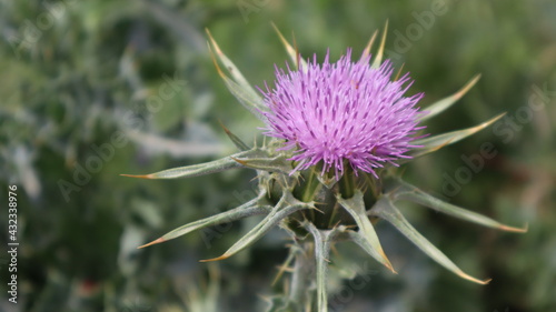 Milk Thistle flower (Silybum marianum or Carduus marianus) blooming in the field. Pruple milk thistle with green background at the botanical garden.