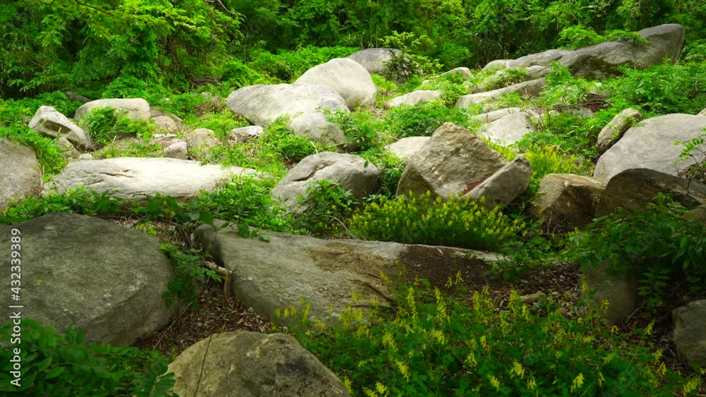 Grass and flowers growing between rocks. Grass and flowers growing between rocks.
