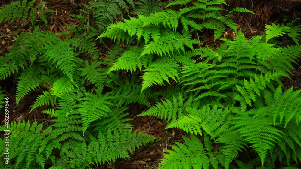 The bracken growing well in the forest. The bracken growing well in the forest.