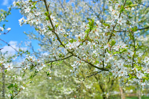 Cherry blossom in spring for background or copy space for text. Shallow depth of field