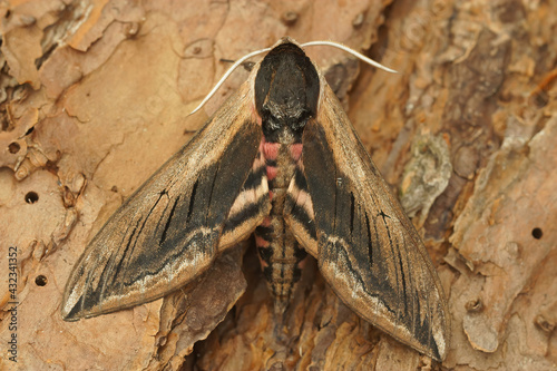 Closeup shot of a privet hawk moth ( Sphinx ligustri ) resting on the ground