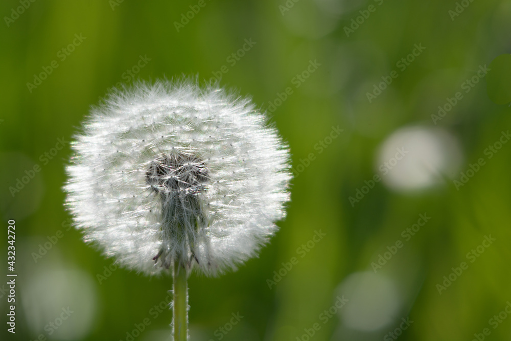 Close up of a dandelion with green background and space for text Close up of a dandelion with green background and space for text