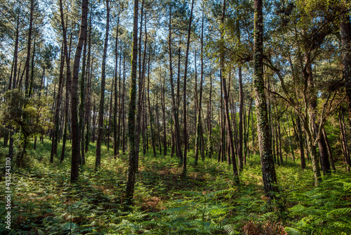 Beautiful landscape of the Landes forest in the south west of France