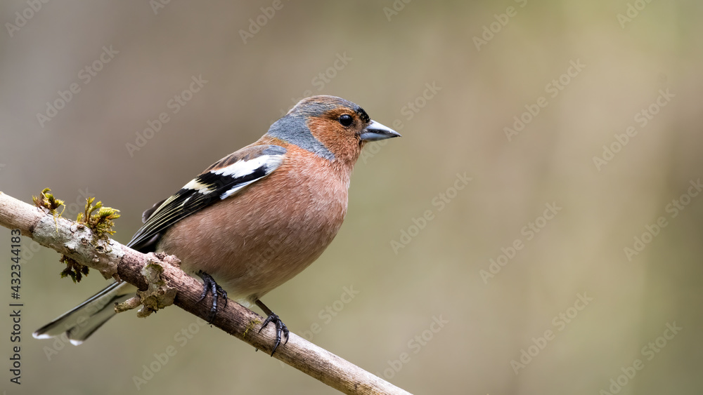 bird, natur, wild lebende tiere, robin, tier, ast, wild, baum, frühling,