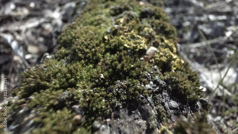 Tree covered with moss and lichen. Wildlife and ecology concept. Blurred defocused footage.