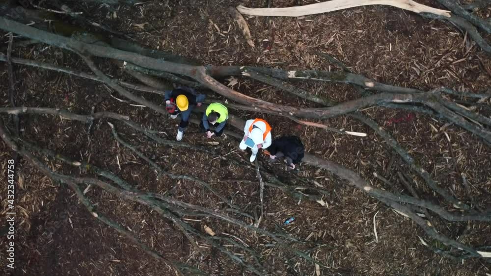 A circular motion of the camera over a tree in the forest. Workers sit, work pause. Wood processing. A circular motion of the camera over a tree in the forest. Workers sit, work pause. Wood processing.