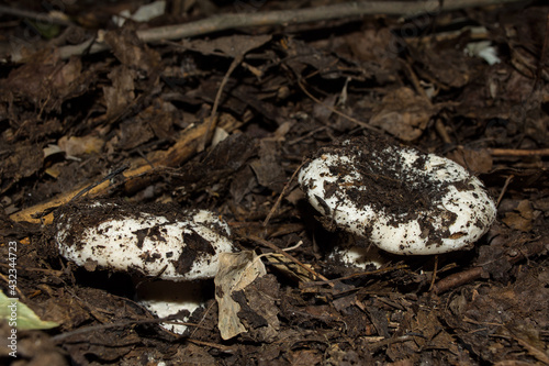 Mushrooms Lactarius resimus closeup. Edible forest mushrooms Lactarius resimus known as the milky cup grows in the oak forest from under leaf litter. Selective focus.