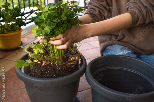 Teen girl sitting on the terrace changes the pot with the potting soil for the kitchen seedlings: parsley, sage, rosemary