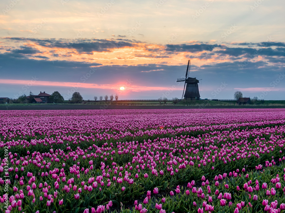 Sunrise in the Schermerhorn polder with pink tulip field and classic Dutch windmill