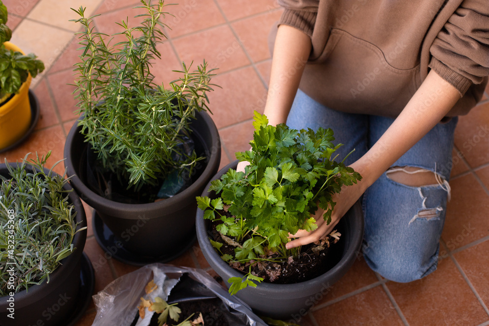 Hands of teen girl sitting on the terrace changes the pot with the potting soil for the kitchen seedlings: parsley, sage, rosemary Hands of teen girl sitting on the terrace changes the pot with the potting soil for the kitchen seedlings: parsley, sage, rosemary