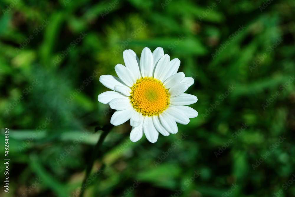 Garden chamomile or Nivyanik or Ox-eye Daisy (Latin: Leucanthemum) on a dark background of green leaves. Soft focus. Garden chamomile or Nivyanik or Ox-eye Daisy (Latin: Leucanthemum) on a dark background of green leaves. Soft focus.