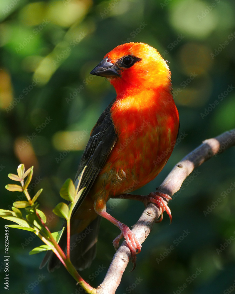 Closeup of an orange bird