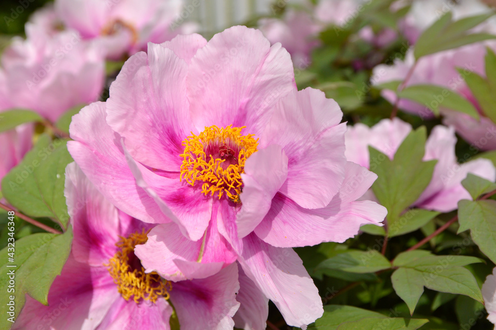 blooming pink peony flowers close up