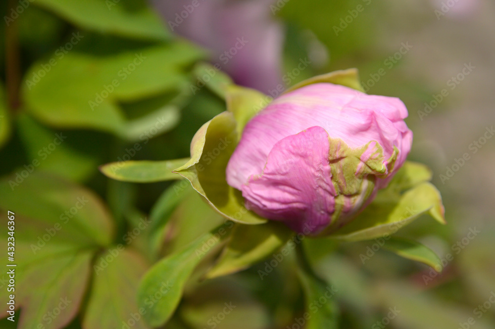 bud of pink peony flower close up bud of pink peony flower close up