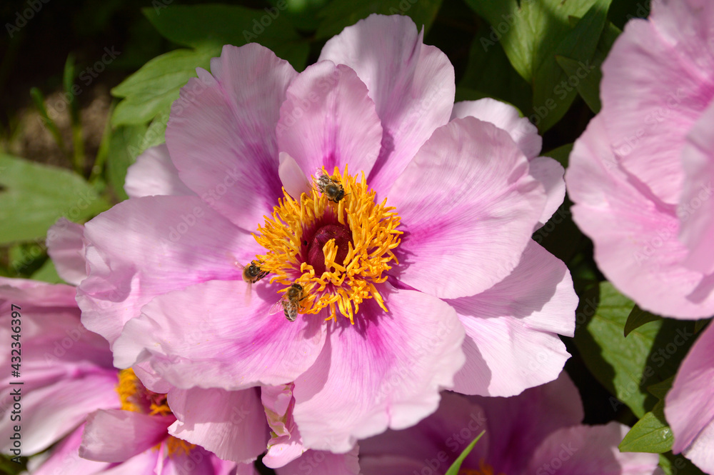 blooming pink peony flowers close up blooming pink peony flowers close up