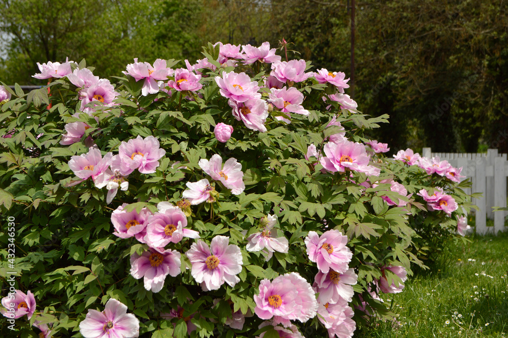 Fototapeta premium bush of blooming pink peony flowers