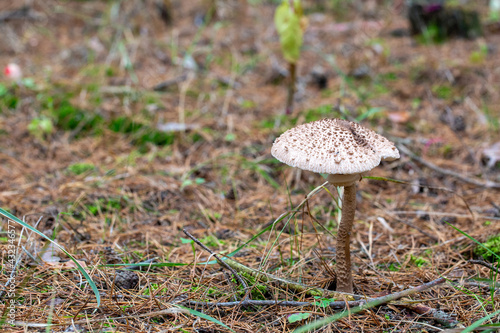 Parasol mushroom (Macrolepiota procera) © Tams