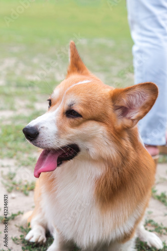 Domestic pet small red corgi dog with smooth coat walks in the grass in a meadow in summer on a leash next to the owner