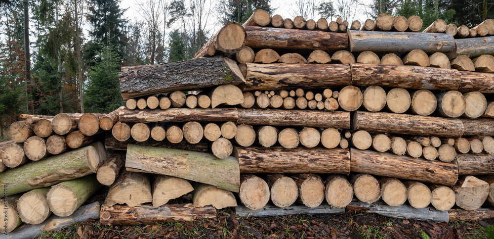 Lager aus gestapelten Baumstämmen im Wald - Holzindustrie Panorama