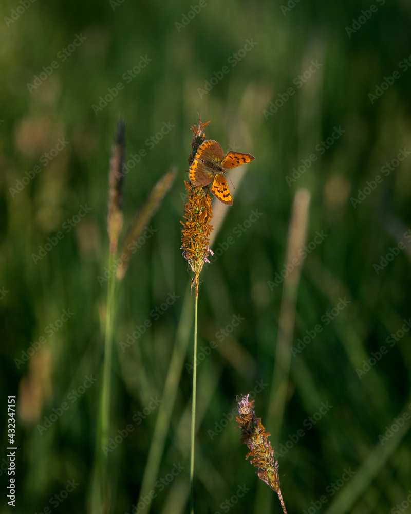 Pomarańczowy motyl na zielonej trawie - obrazy, fototapety, plakaty 