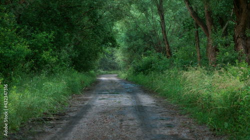 droga gruntowa po deszczu wsród zieleni photo
