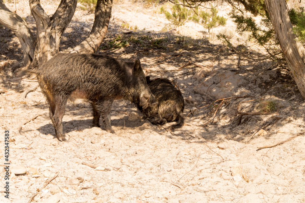 wild boar in the wild