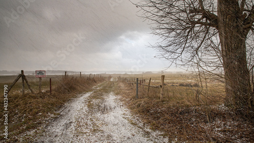 Fototapeta Naklejka Na Ścianę i Meble -  śniezyca na polnej drodze