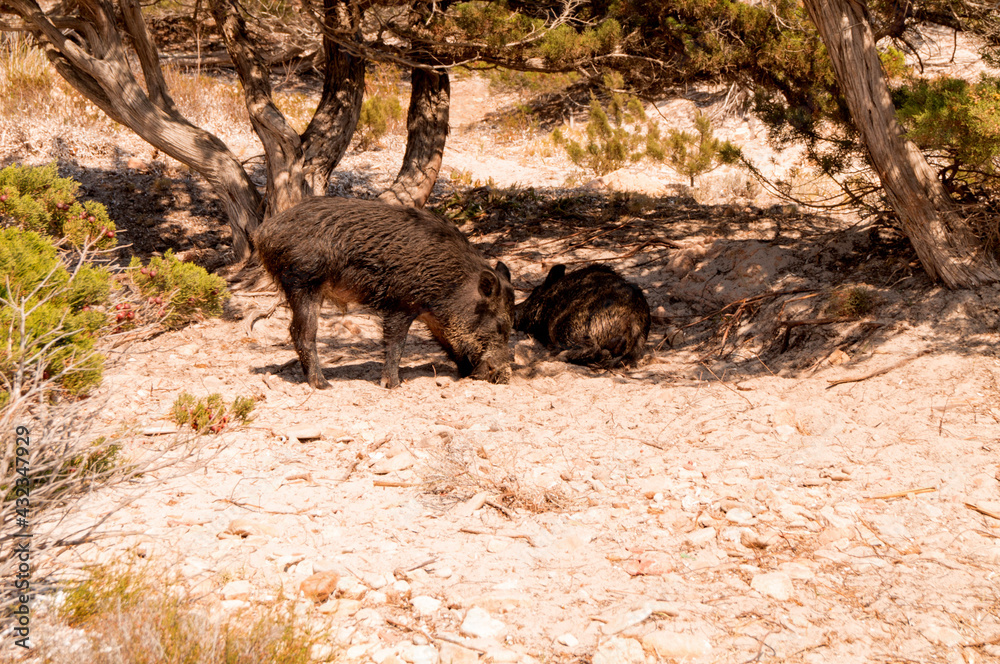 Fototapeta premium wild boar in the wild