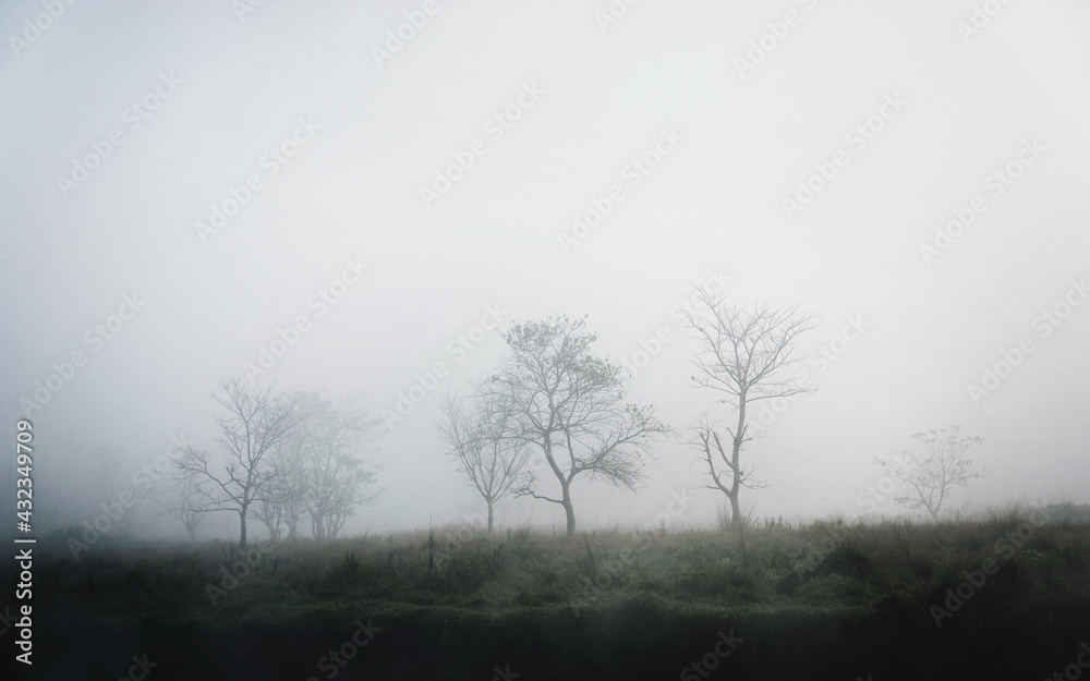 Trees in the fog, winter season, moody atmosphere Trees in the fog, winter season, moody atmosphere