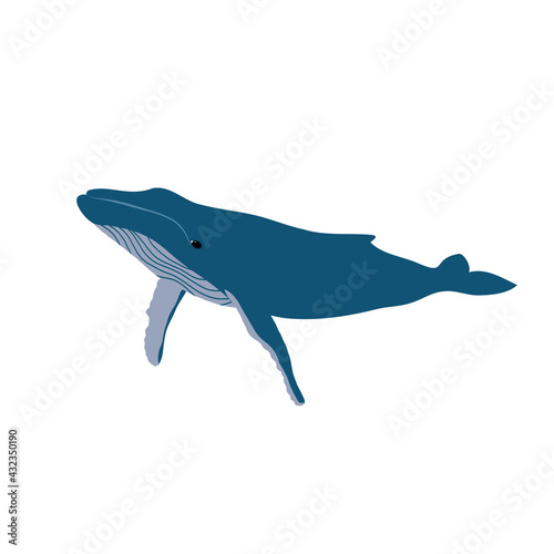 Whale. Ocean animal. Vector illustration. 
