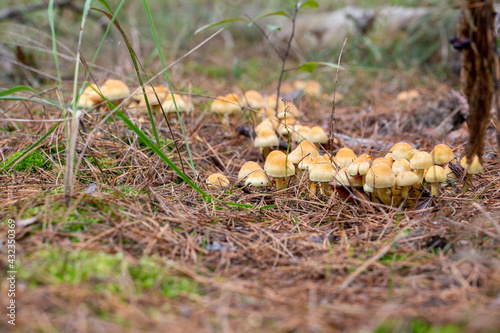 Pack of mushroom