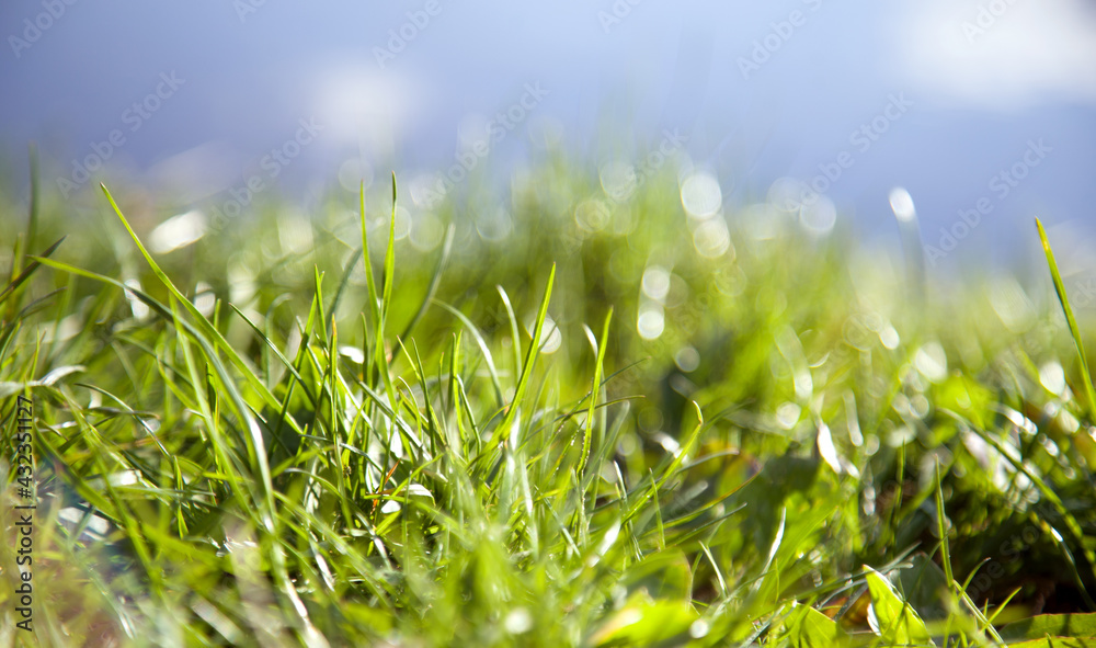 Side view on long and bright green grass texture. Green field with beautiful sun flare. Abstract daffodils and narcissus in beautiful natural landscape in summer, easter and spring.
Side view on long and bright green grass texture. Green field with beautiful sun flare. Abstract daffodils and narcissus in beautiful natural landscape in summer, easter and spring.