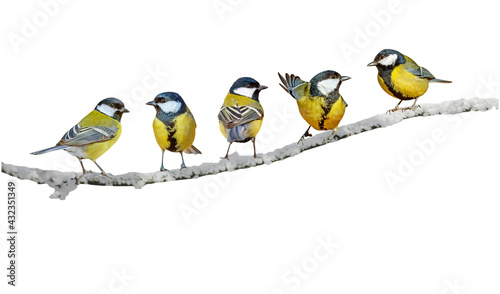Colorful birds. Isolated cute birds and branch. White background. Bird: Great Tit.