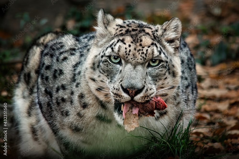 Snow leopard (Panthera uncia) eating raw meat and looking at the camera Snow leopard (Panthera uncia) eating raw meat and looking at the camera