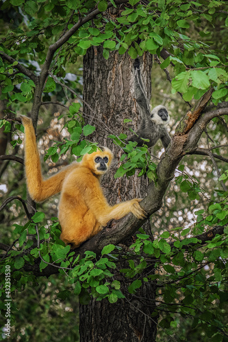 Canvastavla Gibbons and baby (Nomascus leucogenys) on the tree