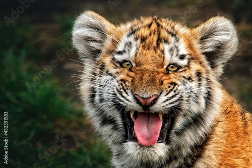 Portrait of a beautiful little tiger cub  Panthera tigris altaica  grinning at the camera