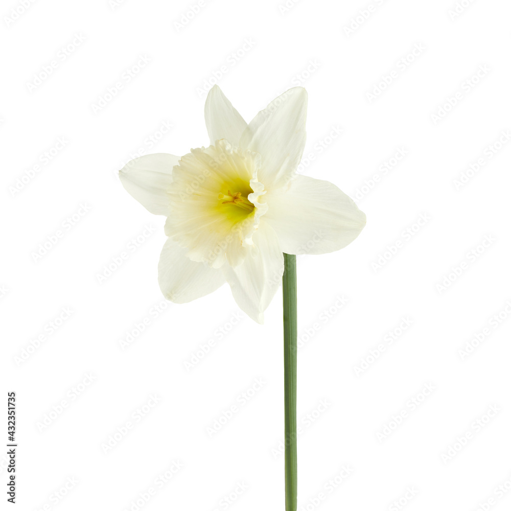 Beautiful narcissus flower isolated on white background, inclusive clipping path. Beautiful narcissus flower isolated on white background, inclusive clipping path.