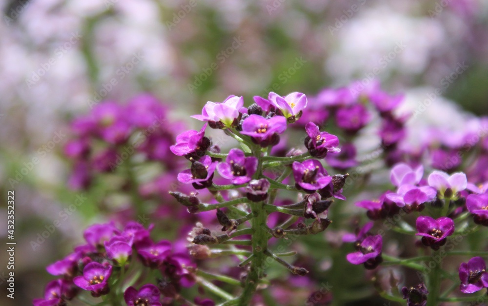 Delicate, violet, wild flowers. 
