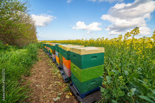 bee hives in the field