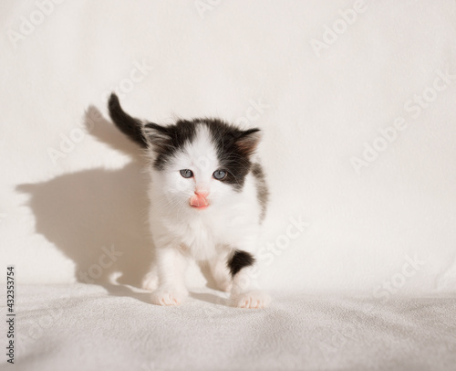 funny black and white kitten looks into the frame  licks its lips. Feline positive. Merry childhood of beloved pets