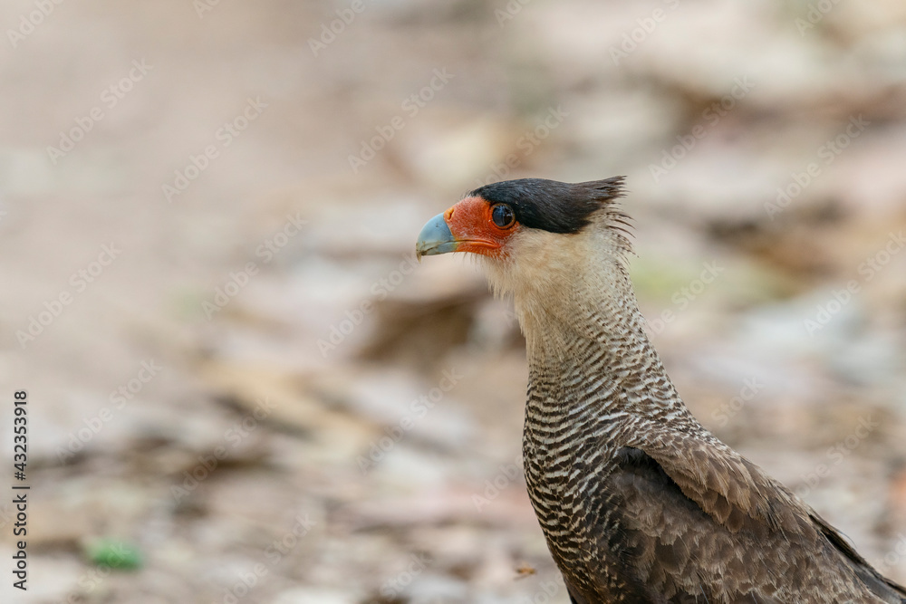 The crested caracara (Caracara plancus) The crested caracara (Caracara plancus)