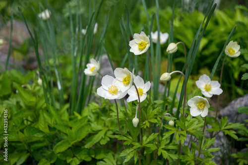 White delicate anemone flower in the spring garden