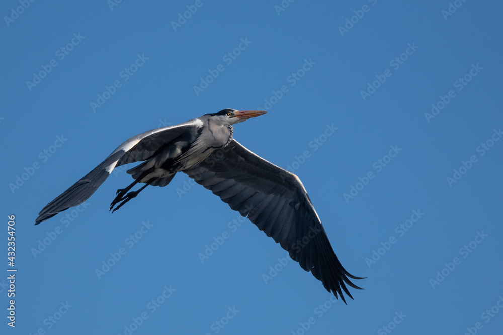 Blue heron (Ardea cinerea) flying on blue sky. Great gray heron in flight Blue heron (Ardea cinerea) flying on blue sky. Great gray heron in flight
